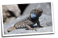Lagarto
